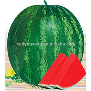 W06 Quanxin big size seedless hybrid watermelon seeds planting